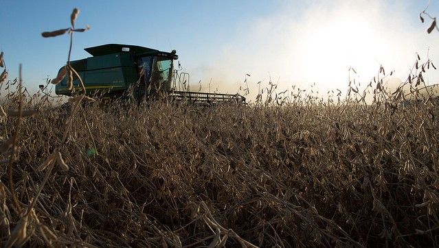 Usda Forecasts Record High Corn Soybean Yields Dairy Business News