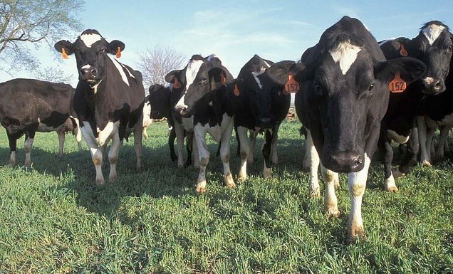 Canadian dairy farmers pan new trade pact | Dairy Business News