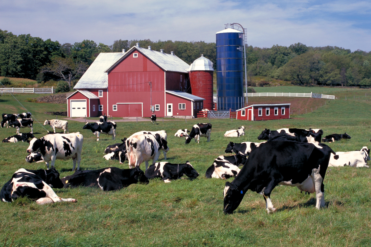 Small Organic Dairy Farmers Say The Rules Are Stacked Against Them One 