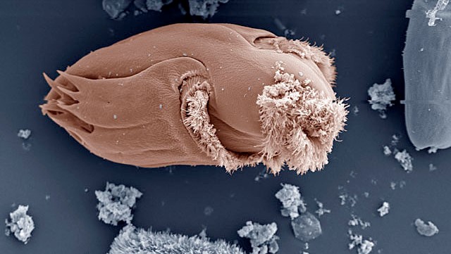 Assembling the 'jigsaw' of cow gut microbes | Dairy Business News