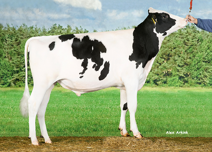 CRV bulls new stars and proven chart toppers Dairy Business News