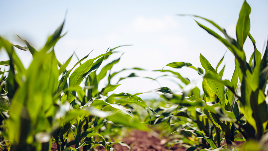 June Acreage Report Shows Sharp Decrease in Corn Planted Area from ...