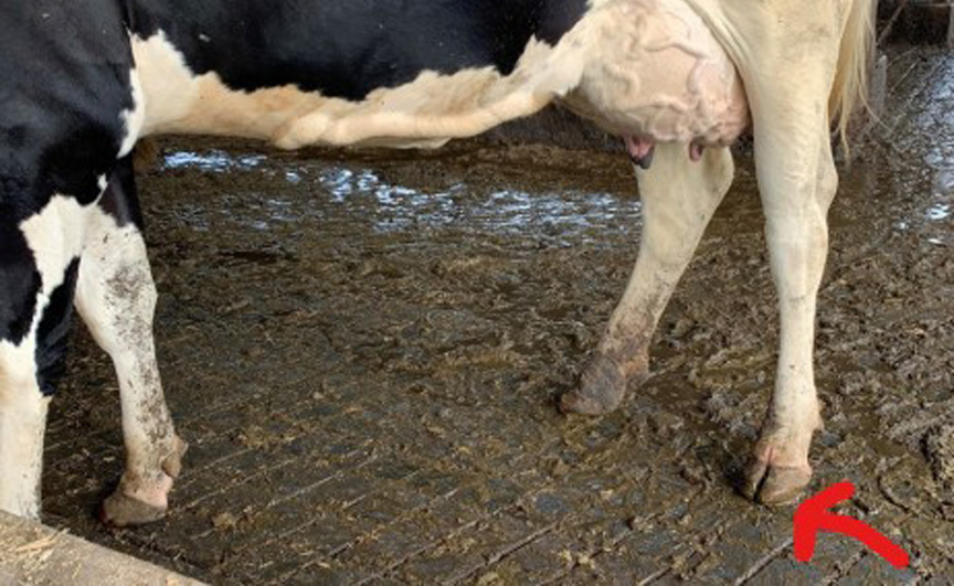 Impacts of Lameness Part 2 Strategies for Identifying Lame Cows