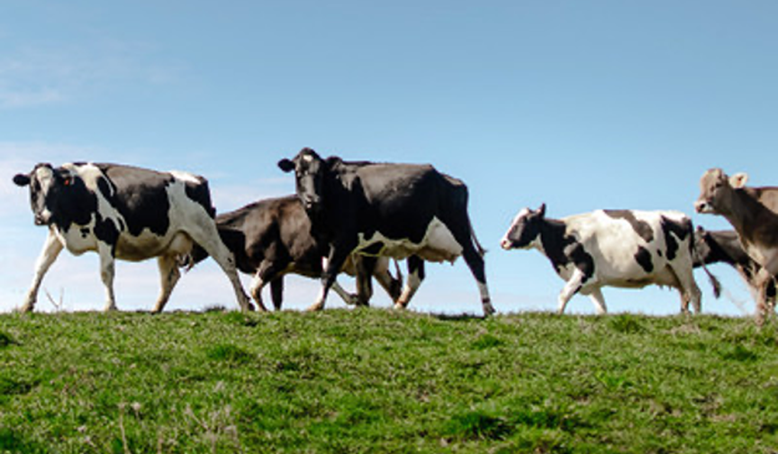 Organic Valley Challenges Families to Get MOOving This May | Dairy ...