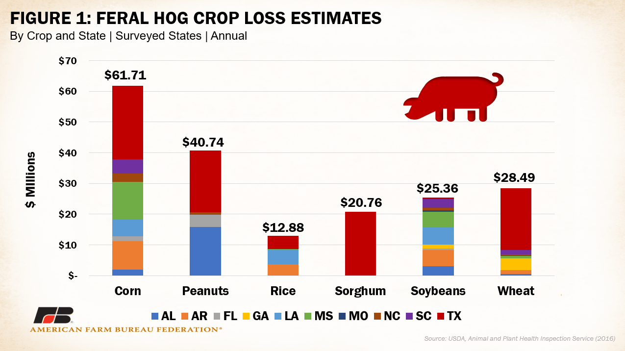 Farmers, Ranchers Struggle with HogWild Feral Swine Population Dairy