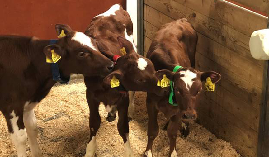 Calf personality, feeding, and growth: When one style doesn't fit all |  Dairy Business News