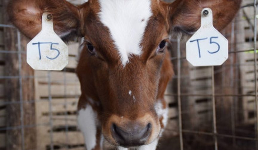 Dairy Heifer Inventory Decisions Dairy Business News