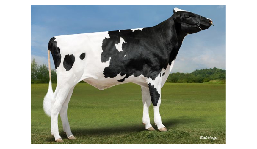 Holstein Marketplace Sires Releases Trio of Exciting New Bulls Dairy