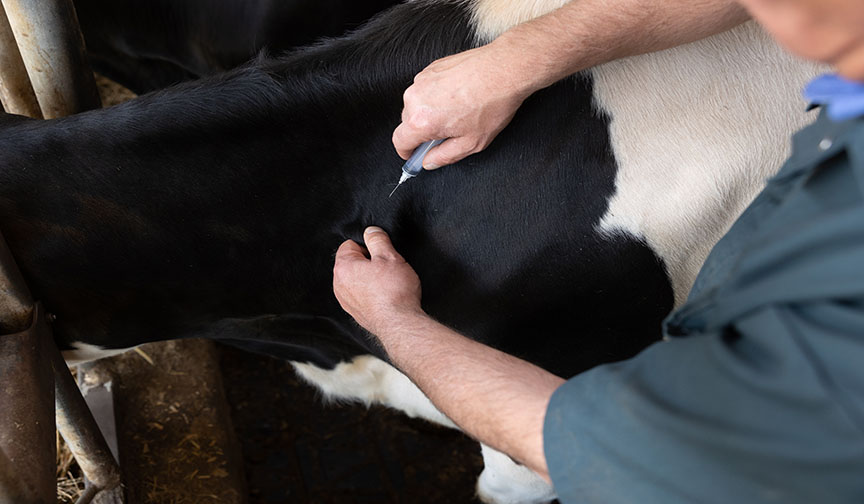 Set your vaccination program up for success | Dairy Business News