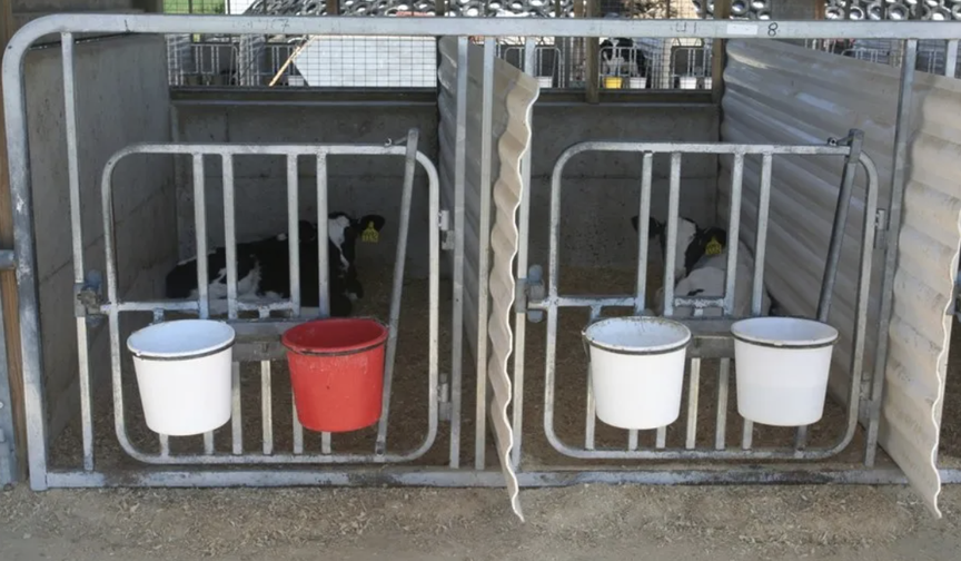 Individual vs. Pair Calf Housing Dairy Business News