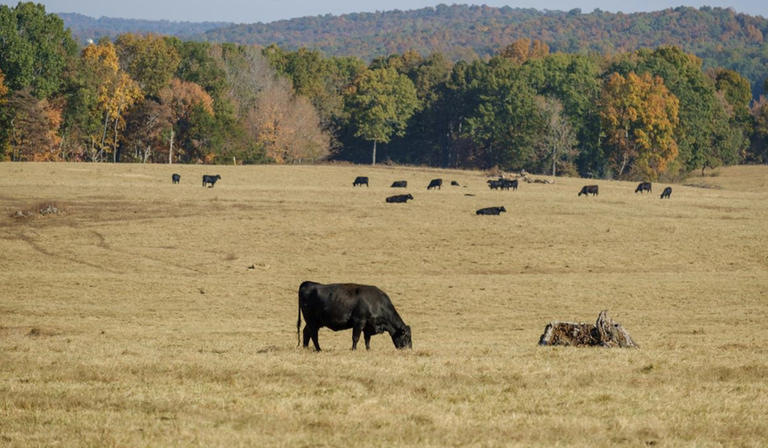 Global grassland experts converge in Kentucky for international meeting